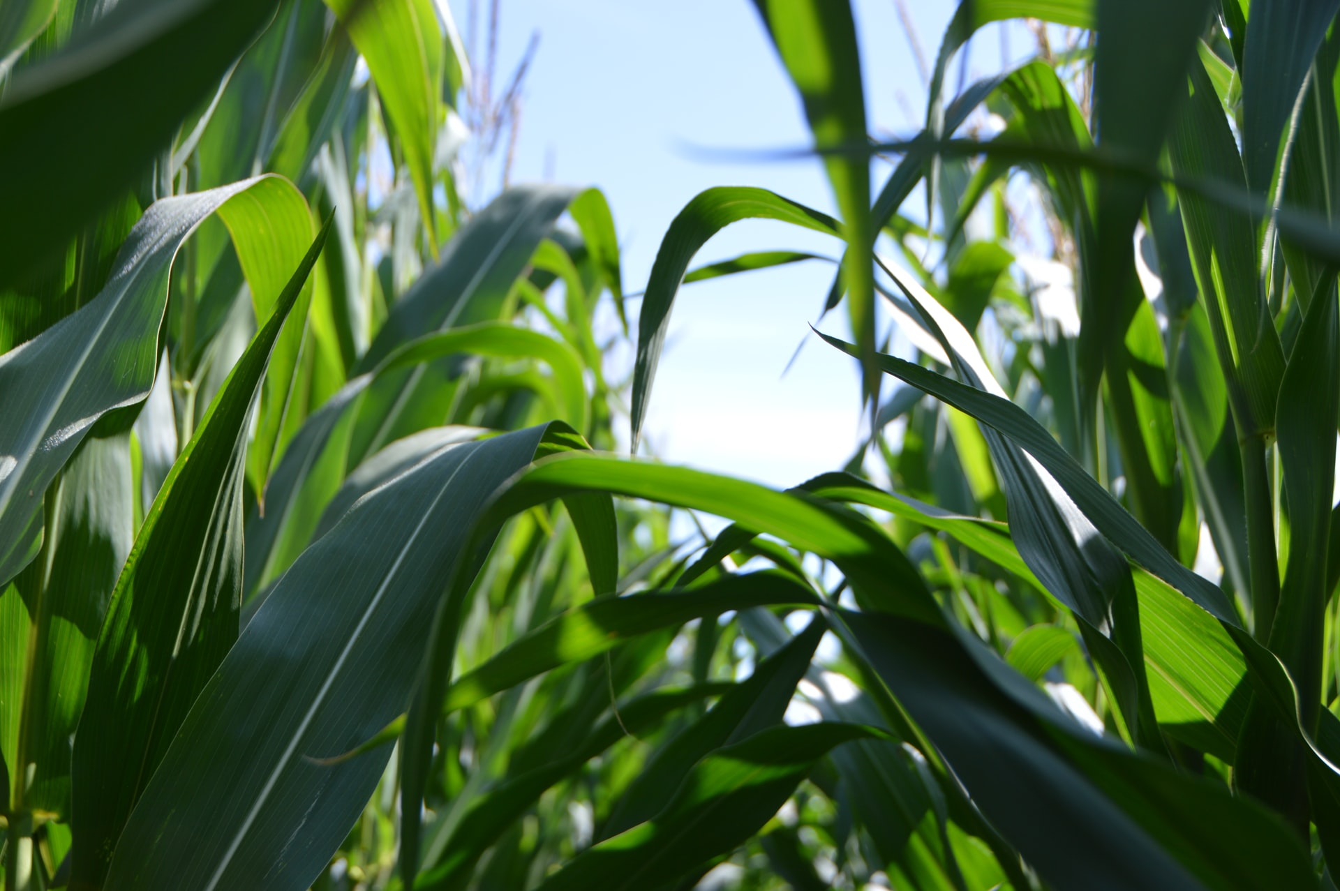 Biogas Production